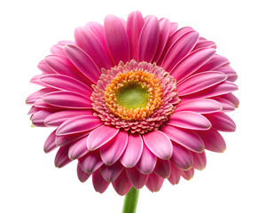 pink gerber daisy isolated on white