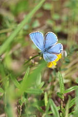 Close-up of a vibrant blue butterfly in a spring meadow. Delicate wings and vivid colors highlight the beauty of nature and the awakening of wildlife during the blooming season.

