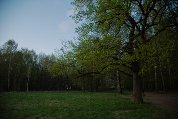 Beautiful big old one oak tree near the forest on the green meadow under spring blue sky background. Natural colors