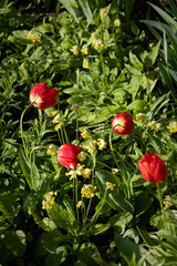 red tulips in the garden. red tulips among yellow flowers. tulips in the field
