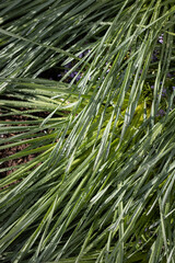 green grass background. close up of grass in dew drops in the morning light. morning dew on grass in spring