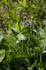 close-up of dew drops on grass. close-up of clover in grass. dew drops on trefoil. water drops on a green grass