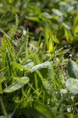 close-up of dew drops on grass. close-up of clover in grass. dew drops on trefoil. water drops on a green grass. Close-up of dew drops on trefoil