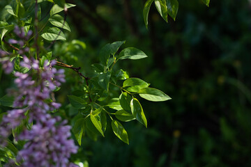 branch of lilac flowers. lilac flowers in spring. Lilac blossoms in the garden. Close-up of lilac flowers. fresh green leaves