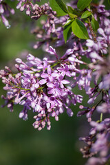 branch of lilac flowers. lilac flowers in spring. Lilac blossoms in the garden. Close-up of lilac flowers. fresh green leaves