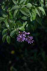 butterfly on a flower. branch of lilac flowers. lilac flowers in spring. Lilac blossoms in the garden. Close-up of lilac flowers. fresh green leaves