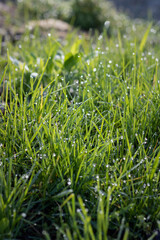 dew on grass. green grass background. close up of grass in dew drops in the morning light. morning dew on grass in spring