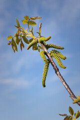 branch of a tree