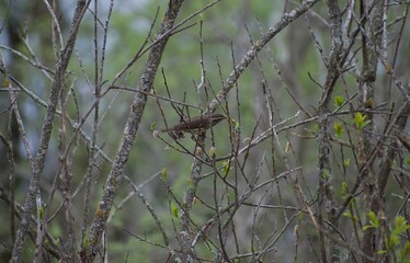 Northern waterthrush seen at Fish Camp, Lake Kegonsa, WI April 2025