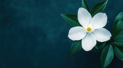 Queen of the Night illuminated by soft moonlight, revealing its delicate, white petals