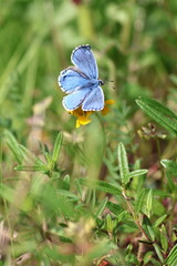 Fototapeta premium Close-up of a vibrant blue butterfly in a spring meadow. Delicate wings and vivid colors highlight the beauty of nature and the awakening of wildlife during the blooming season.