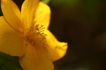 鮮やかな黄金色に咲く