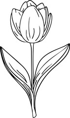 Tulip line art. Flat isolated  hand drawn flowers. Minimalist style vector illustration