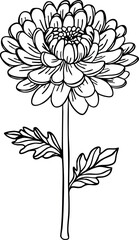 Chrysanthemum line art. Flat isolated  hand drawn flowers. Minimalist style vector illustration