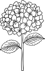 Hydrangea line art. Flat isolated  hand drawn flowers. Minimalist style vector illustration