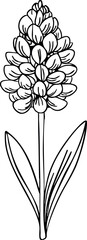 Hyacinth line art. Flat isolated  hand drawn flowers. Minimalist style vector illustration