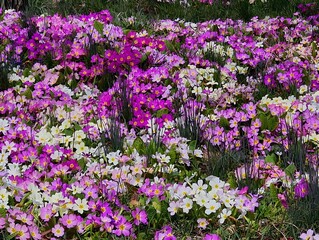 Fototapeta premium Colorful Primula flowers abundance uncultivated growing wild in full bloom photography nature sunny day green grass inspirational natural floral spring summer background backdrop beautiful wallpaper