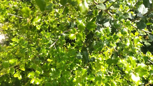 Green bright background of holly. Holly (Quercus coccifera) is an evergreen shrub or tree with a spherical crown and dark green, prickly and shiny leaves