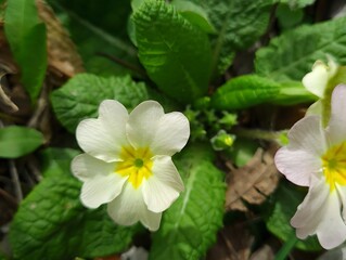 Wild Primula flowers close up uncultivated growing in full bloom photography nature sunny day green grass inspirational natural floral spring summer background backdrop beautiful wallpaper