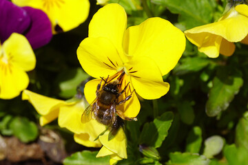 Closeup hairy-footed flower bee (Anthophora plumipes) on yellow flower of Garden pansy, Violet (Viola cornuta). Spring  