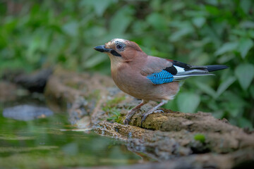 Eurasian jay - Garrulus glandarius perched at colorful background. Photo from Czech Republic.

