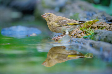 uropean Greenfinch, Chloris chloris, close up portrait, bathing in a watering hole. Best 4K resolution