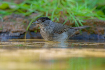 Male Eurasian blackcap (sylvia atricapilla) in the water pond, on the branch.
