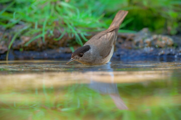 Male Eurasian blackcap (sylvia atricapilla) in the water pond, on the branch.
