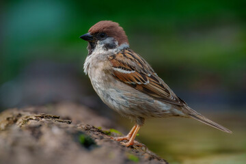 Eurasian tree sparrow (Passer montanus). The chestnut colored bird is one of the most common birds in Europe. Best 4K resolution, portrait.