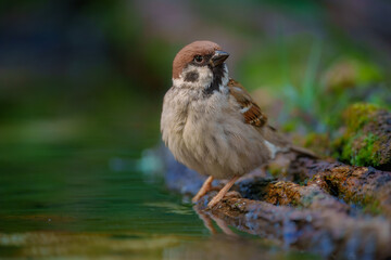 Eurasian tree sparrow (Passer montanus). The chestnut colored bird is one of the most common birds in Europe. Best 4K resolution, portrait.