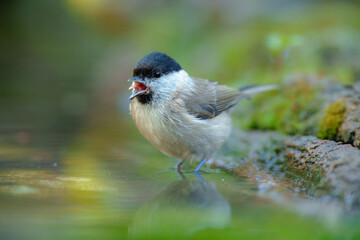 Marsh Tit, Poecile palustris, at the forest waterhole. Mirroring in the water.

