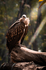 Majestic Vulture Perched in Natural Habitat Closeup Wildlife Portrait