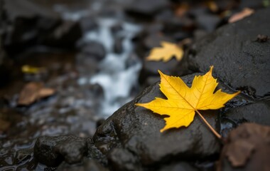 Vibrant Autumn Leaf Resting on Wet Rocks