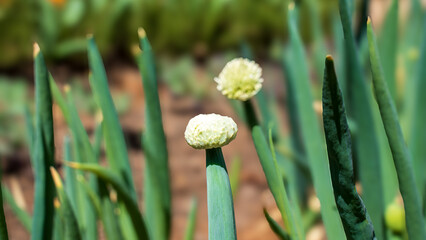 Scallion flower blossoms. Scallion is simple to grow and collect its seed. After fully blooming, the flowers will drop black seeds that must be collected in a timely manner. Flowers survive for months