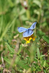 Close-up of a vibrant blue butterfly in a spring meadow. Delicate wings and vivid colors highlight the beauty of nature and the awakening of wildlife during the blooming season.

