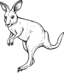Black and white sketch illustration of a kangaroo standing with detailed fur and features
