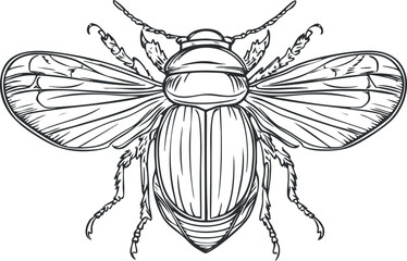 Detailed black and white line drawing illustration of a winged beetle insect with visible legs and antennae