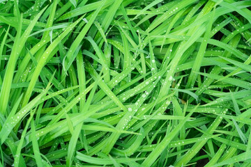 dew on green grass as nature background