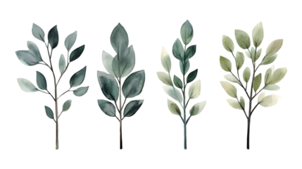 Watercolor Greenery Four Elegant Sprigs Botanical Illustration Nature Plants Leaves Branches