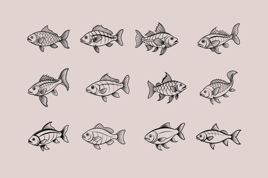 rui, rohu fish vector design, labeled line art silhouette illustration.