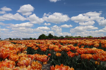Pole tulipanów