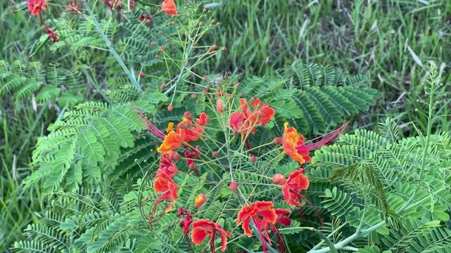 Vibrant Orange Flame Tree Flowers Blooming in Lush Green Foliage