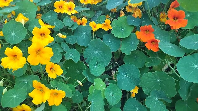 Orange nasturtium flowers fluttering in the wind. The magnificent nasturtium flower grows in nature and decorates the territory of the park
