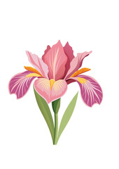 Fototapeta premium pink lily flower