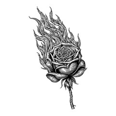 Fototapeta premium A Rose Coated in Flame Intense Energy Black and White Outline Line Art Drawing Illustration Detail