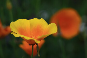 一面の花畑