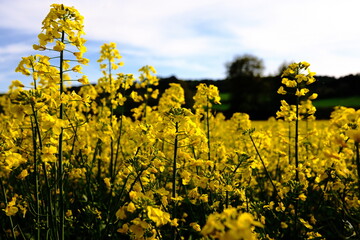 A rape field in bloom in Germany with a close-up of the yellow flowers.
