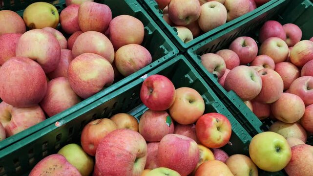 Ripe juicy apples in boxes in a hypermarket or farmers market, choosing delicious fruits
