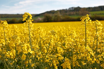 A rape field in bloom in Germany with a close-up of the yellow flowers.
