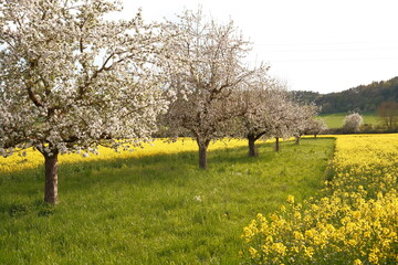 A blooming rape field with yellow flowers in Germany with various fruit trees in the center.